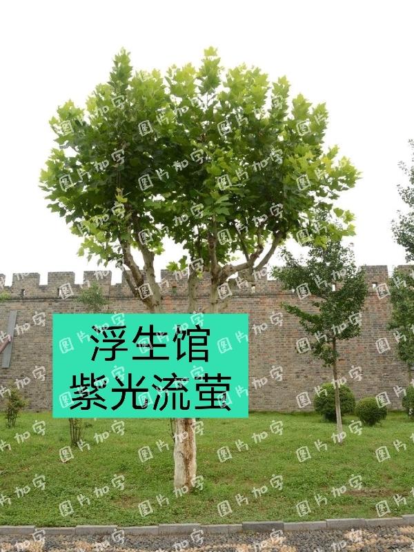 太医有力的撞着贵妃GH是荔枝