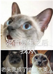 可以约到炮的app