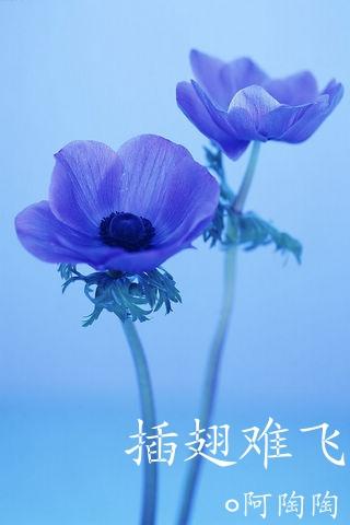 冰恋文