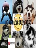 快手九天狐活动视频